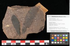 Foto (Objekt + Etikett) von Quercus palaeoilex Ettingshausen (NHMW-GEO-2024-0188-0948)